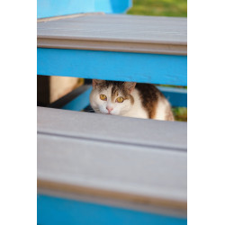 caat